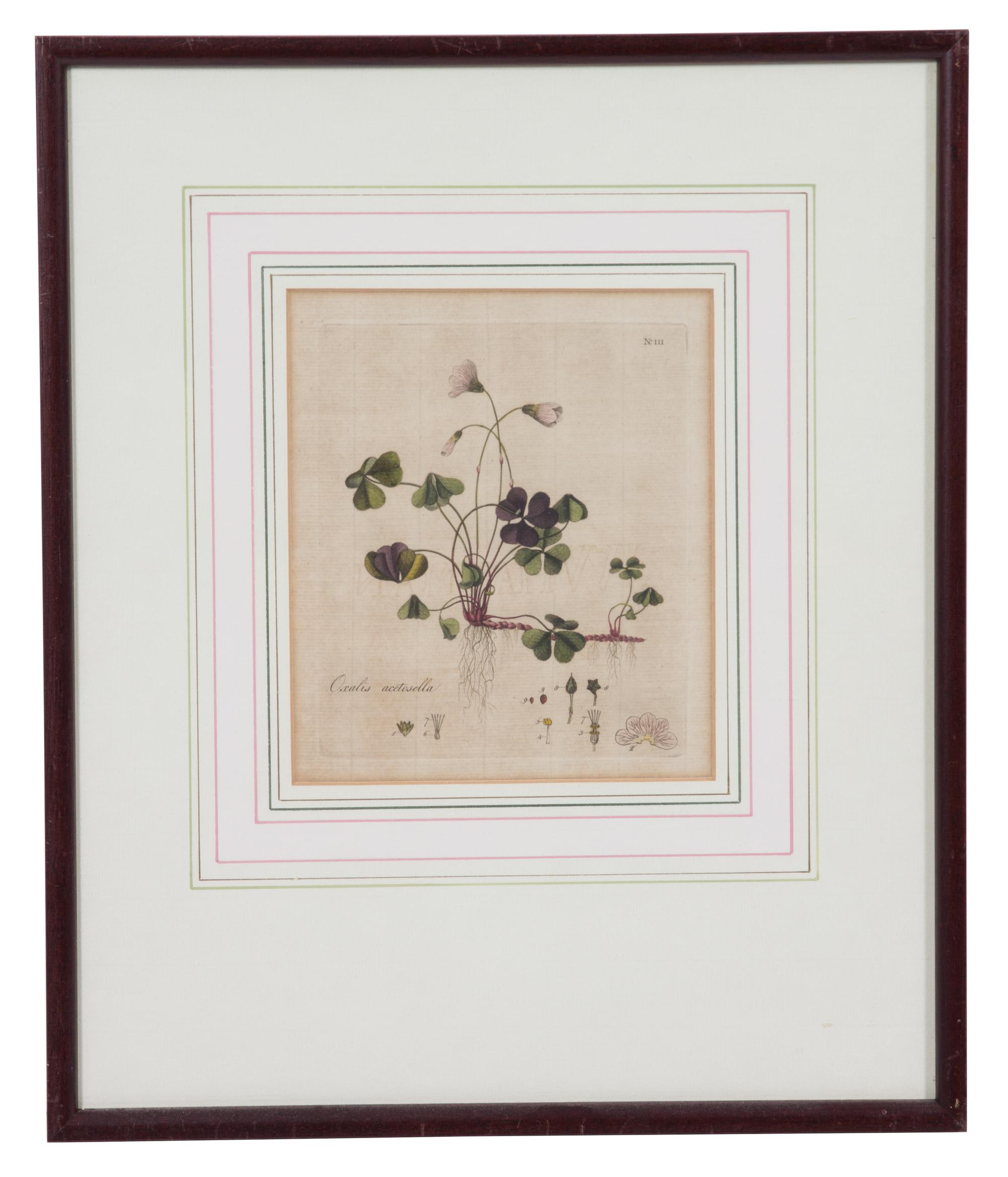 A Collection of Twelve Botanical Engravings Largest framed dimensions 27 x 9 inches. — 19TH/20TH CENTURY