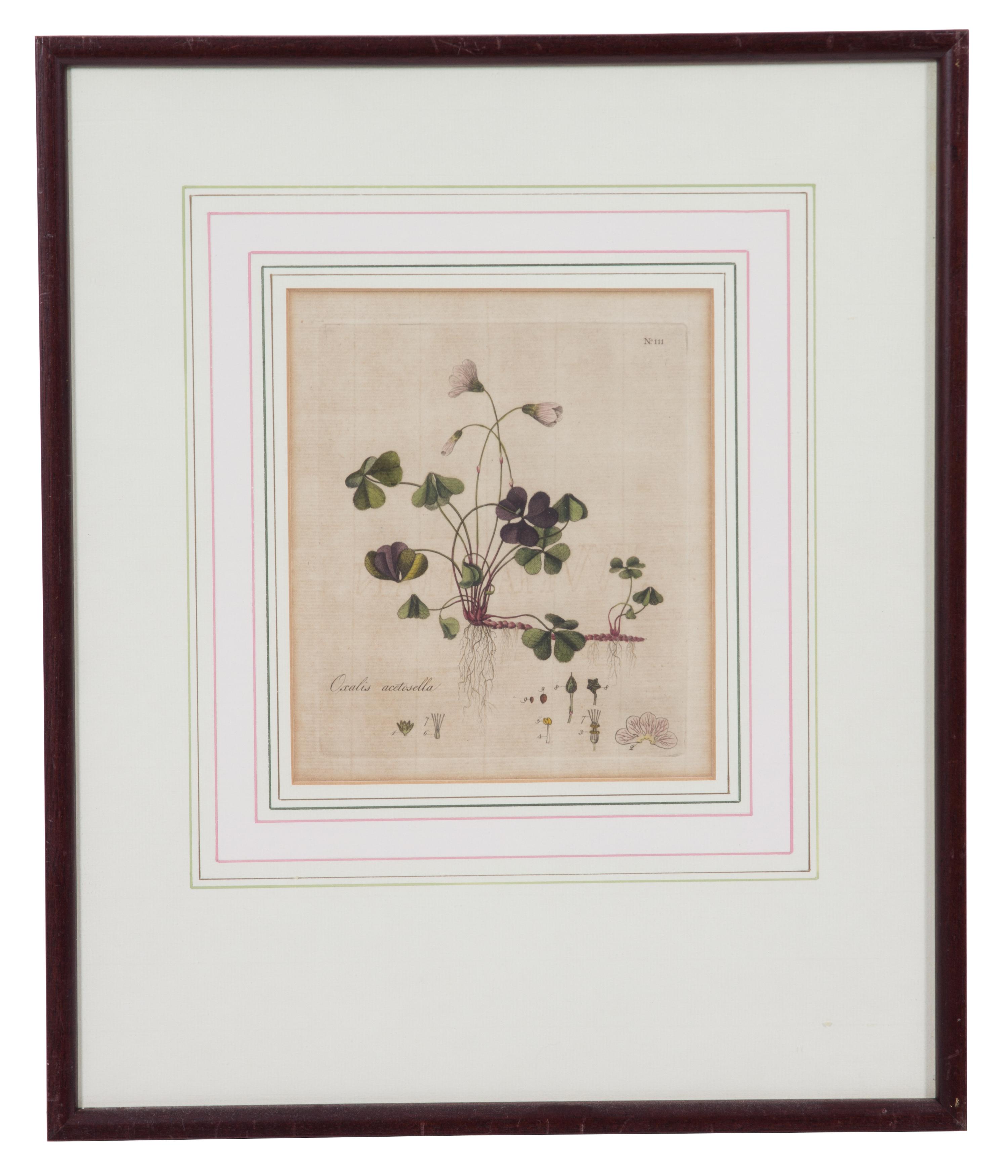 A Collection of Twelve Botanical Engravings Largest framed dimensions 27 x 9 inches. — 19TH/20TH CENTURY