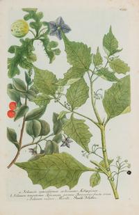 A Group of Six Hand-Colored Botanical Engravings from Johann A Weinmann's Phytanthoza Iconographia — CIRCA 1740