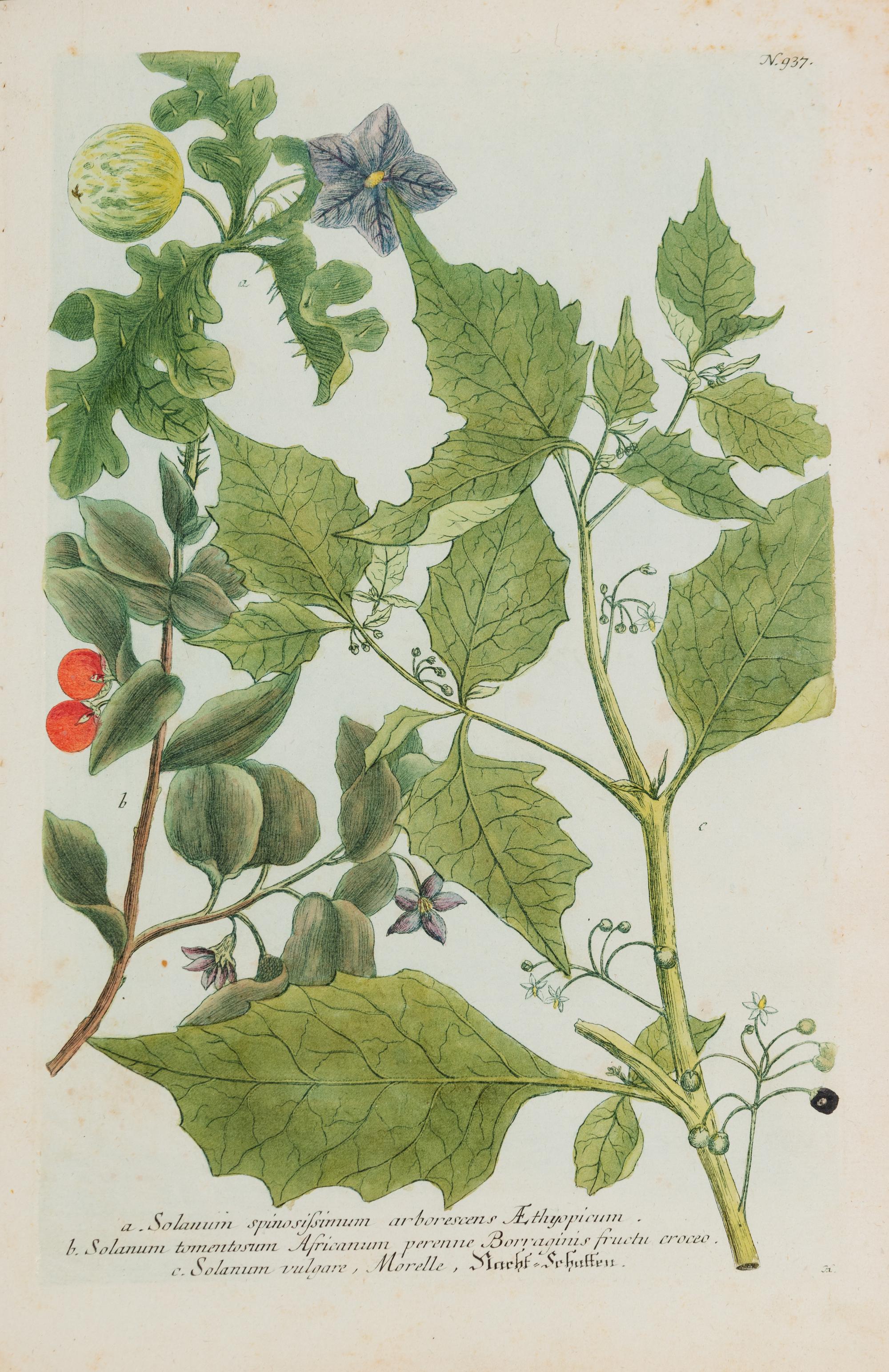 A Group of Six Hand-Colored Botanical Engravings from Johann A Weinmann's Phytanthoza Iconographia — CIRCA 1740