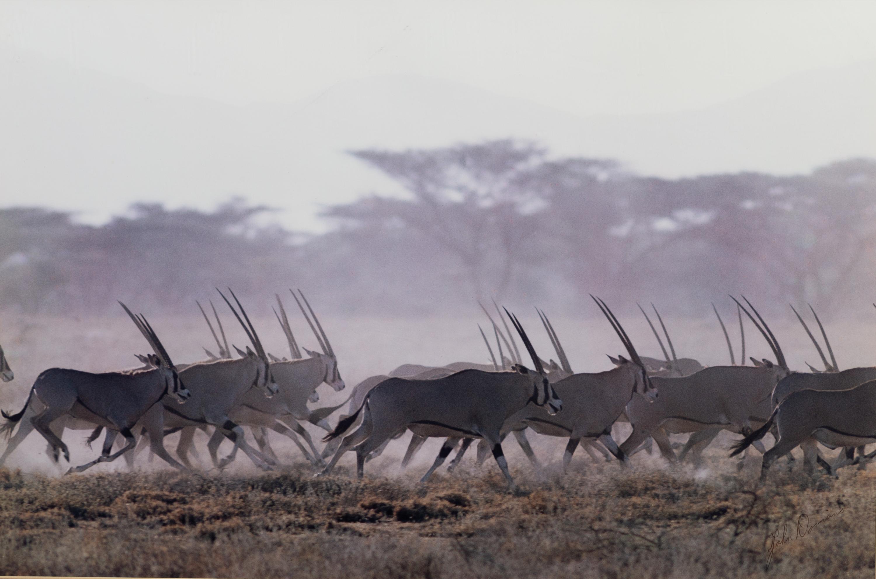 Gazelle