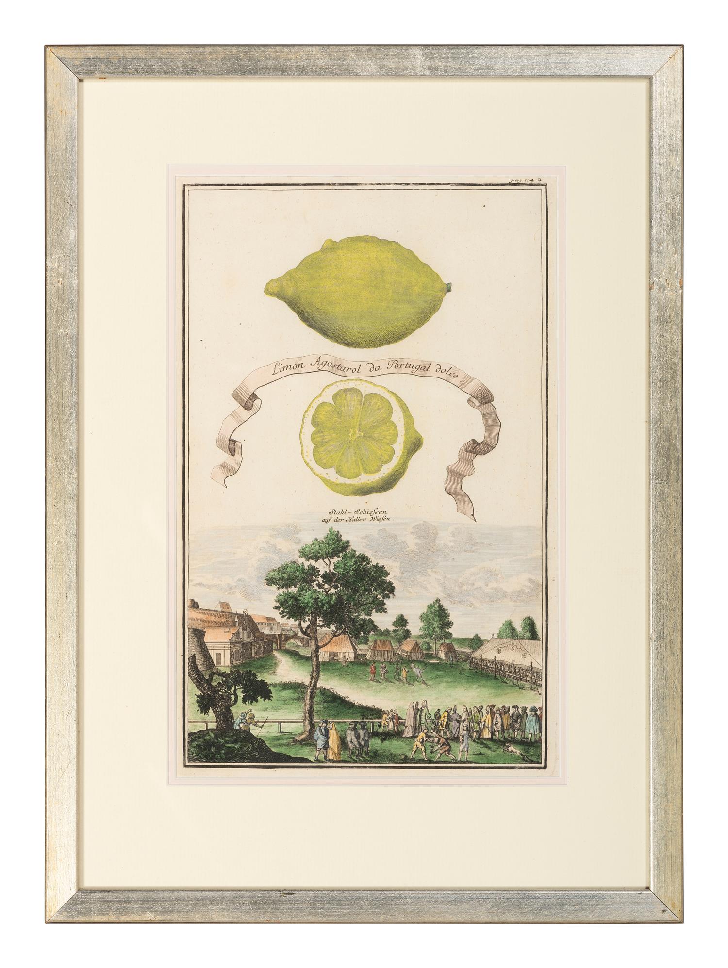 Six Hand-Colored Citrus Fruit Engravings