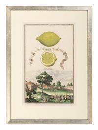 Six Hand-Colored Citrus Fruit Engravings
