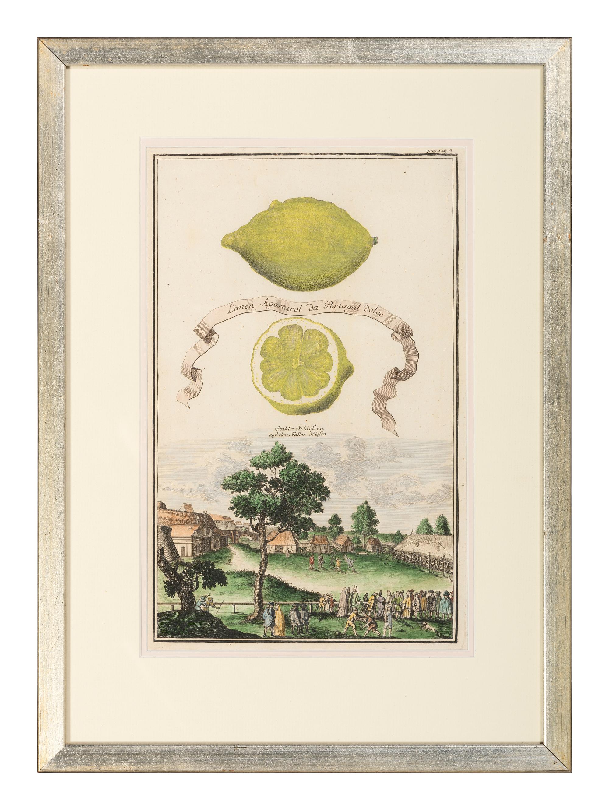 Six Hand-Colored Citrus Fruit Engravings