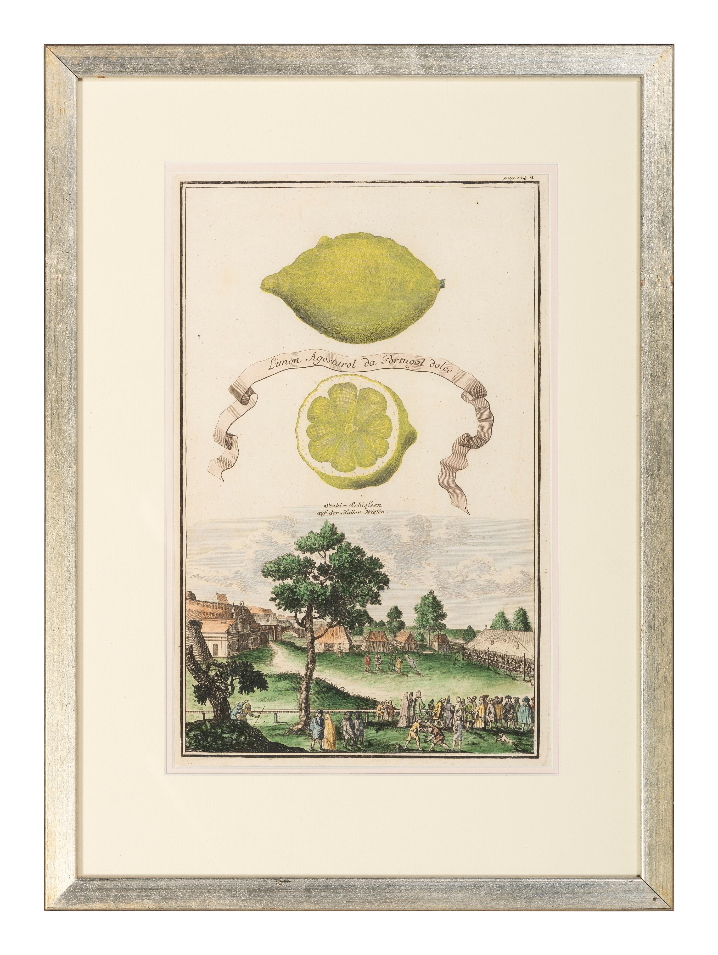 Six Hand-Colored Citrus Fruit Engravings