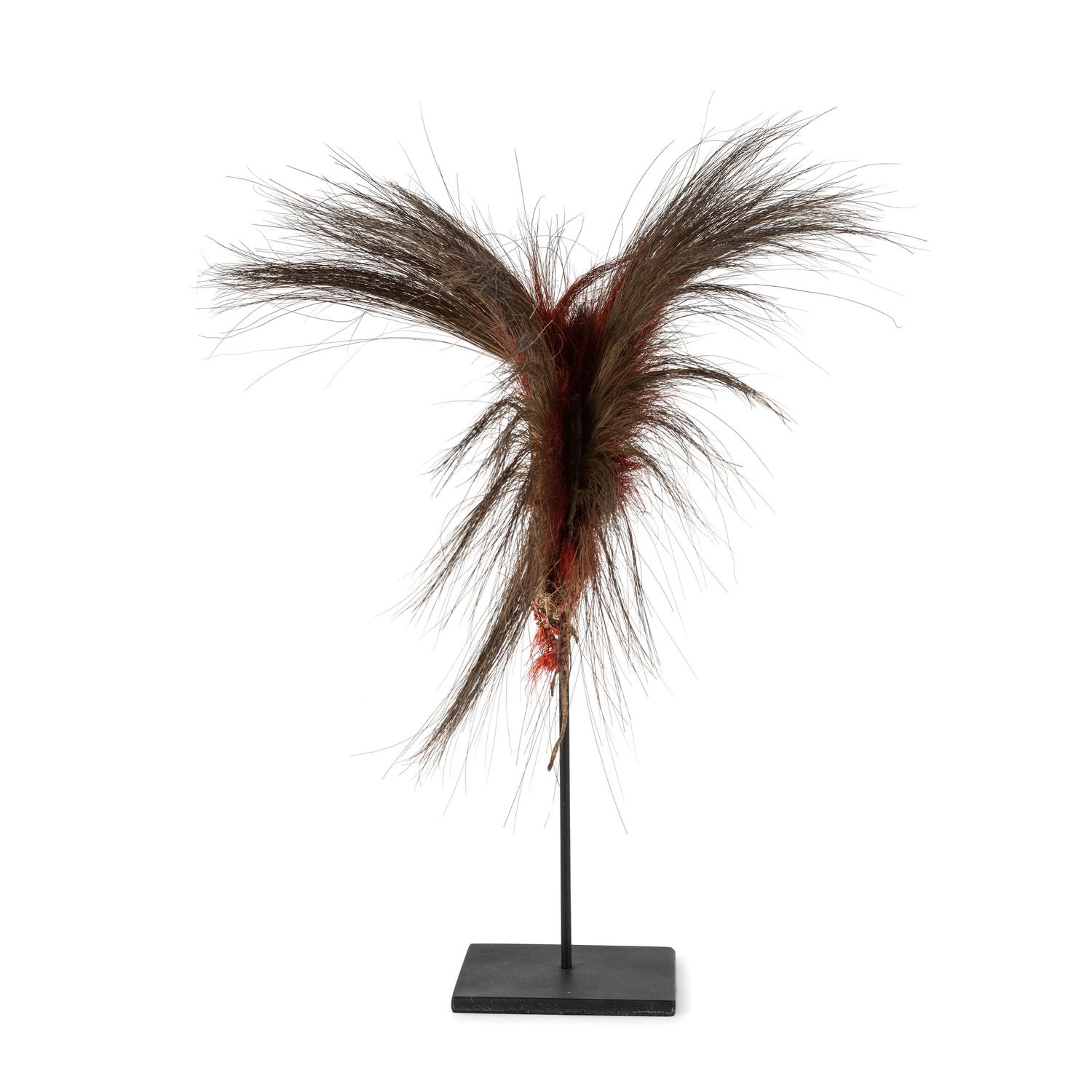 Northern Plains Hair Roach
