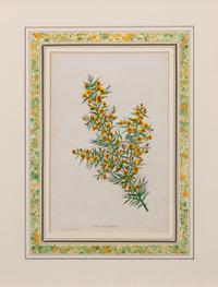 A Group of Three Handcolored Botanical Engravings Largest: 19 3/4 x 15 1/4 inches.