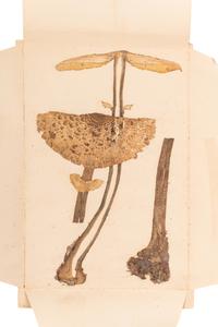 [SPECIMEN ALBUM - MUSHROOMS]. Collection of pressed and preserved Basidiomycete mushrooms, including specimens from nature and watercolor drawings. Ca 1915-1917.