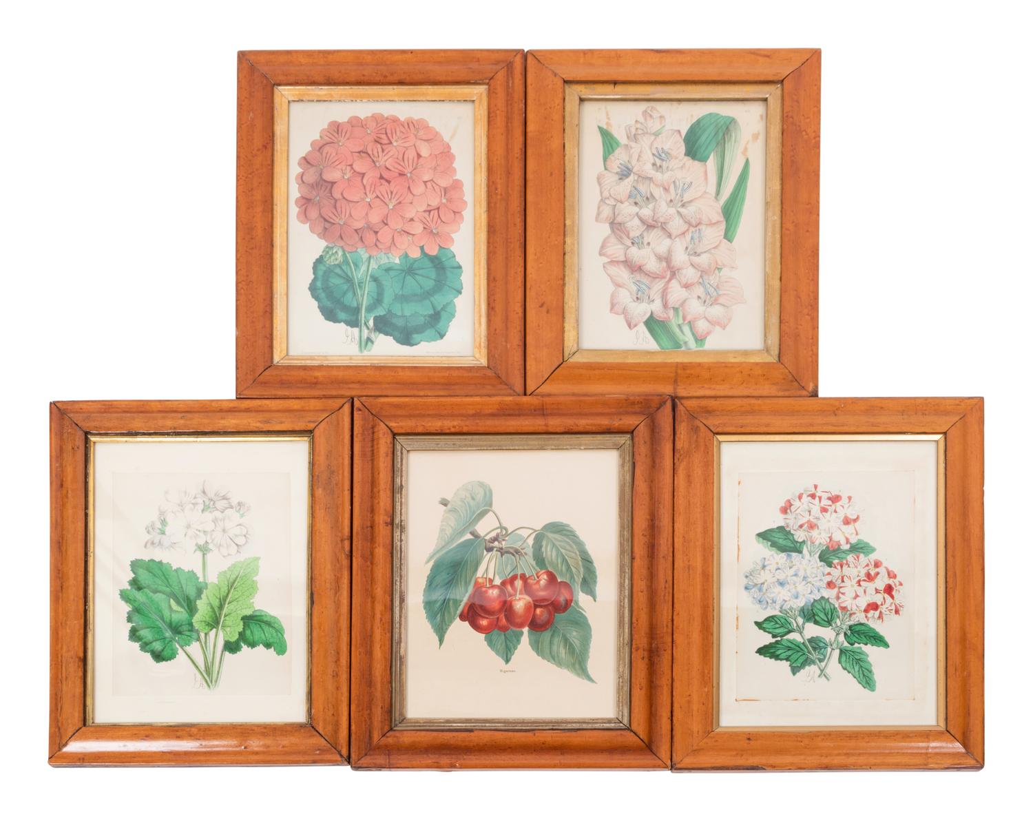 Four Hand-Colored Botanical Lithographs by James Andrews (British, 1801-1876) and an Associated Bigarreau Print