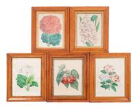 Four Hand-Colored Botanical Lithographs by James Andrews (British, 1801-1876) and an Associated Bigarreau Print