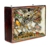 A Victorian Taxidermy Bird Diorama