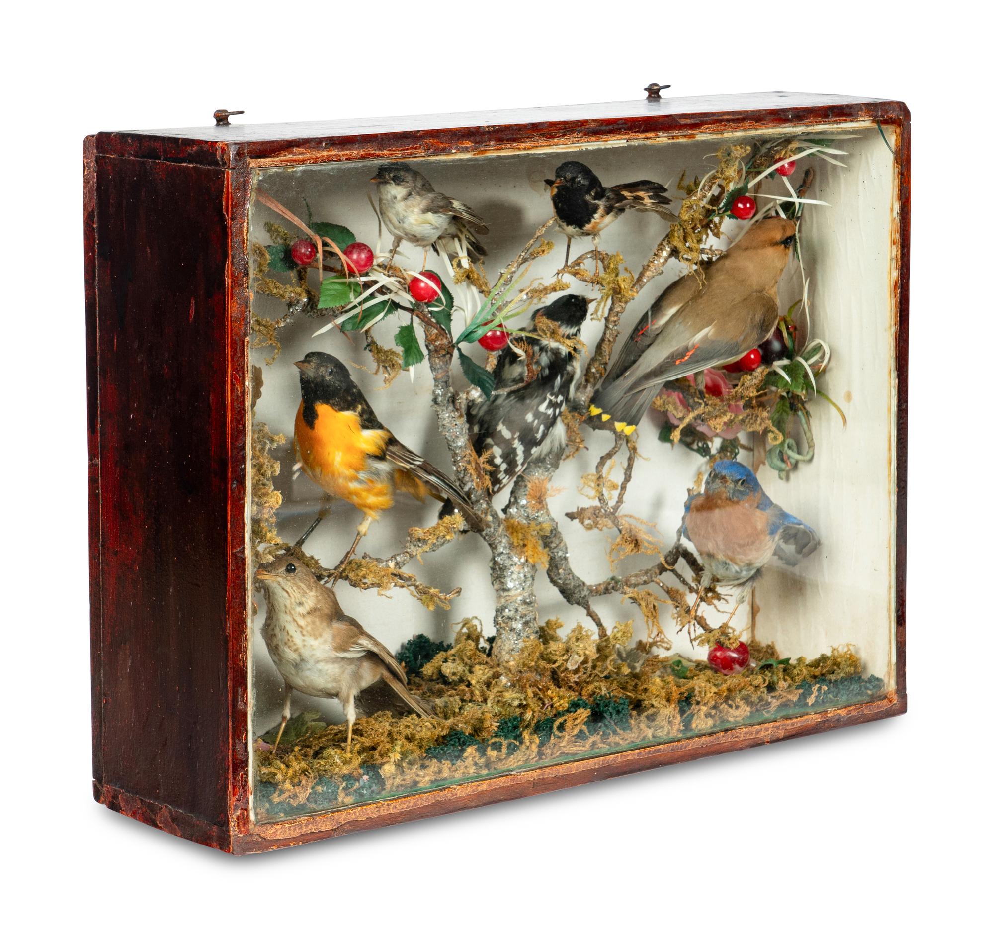 A Victorian Taxidermy Bird Diorama