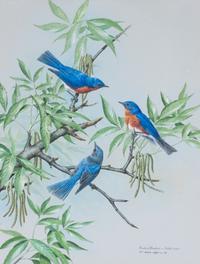 Basil Ede, (British, b. 1931), Eastern Bluebirds, 1979