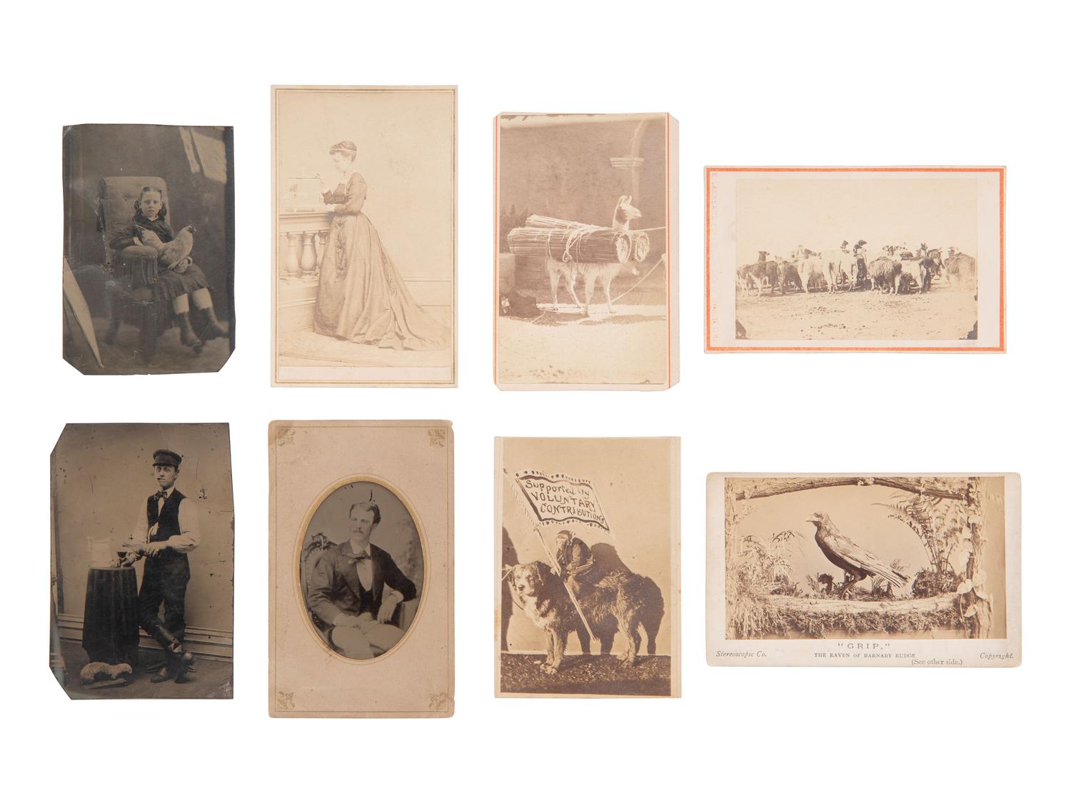 [EARLY PHOTOGRAPHY]. Assorted photographs of various animals incl. llamas, a weasel, a monkey, etc.