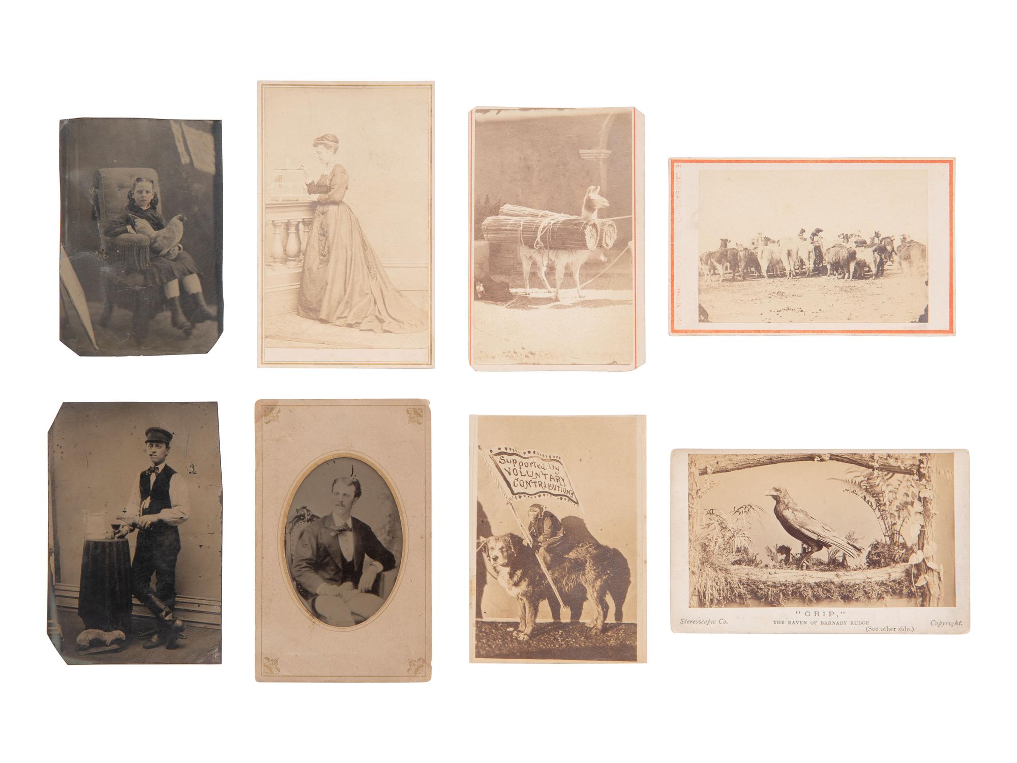 [EARLY PHOTOGRAPHY]. Assorted photographs of various animals incl. llamas, a weasel, a monkey, etc.