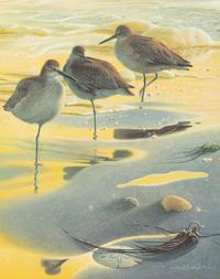 Willet Watch , 1999