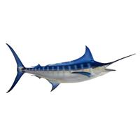 A Blue Marlin Mount 104" W x 12" D x 40" H — Atlantic Ocean, 20th Century