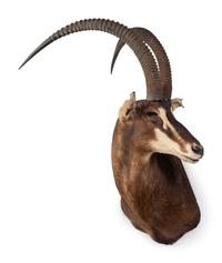 A Shoulder Mount Taxidermy Sable Antelope