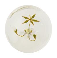 A White Flower with Two Buds Botanical Glass Paperweight