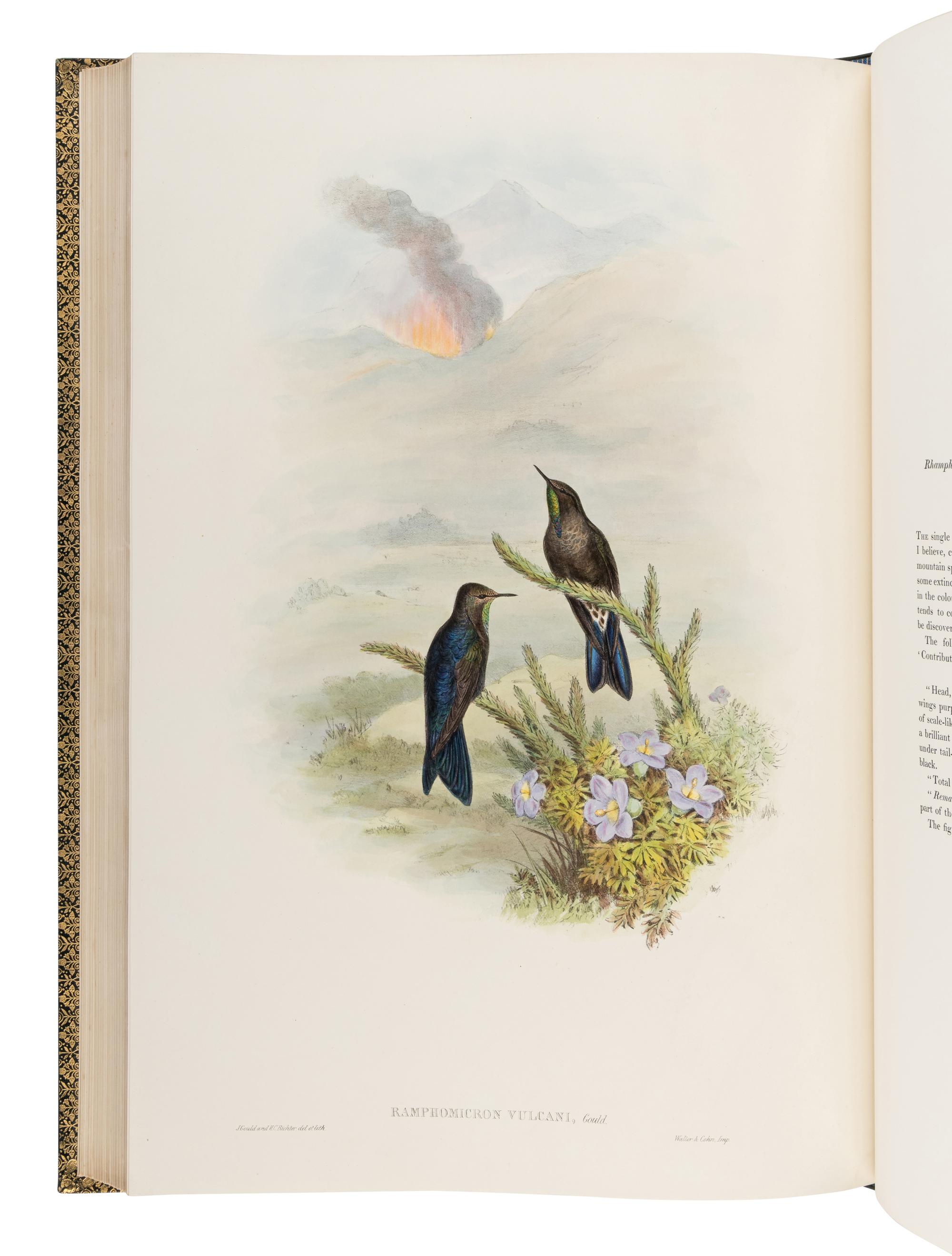 GOULD, John (1804-1881). A Monograph of the Trochilidae, or Family of Humming-Birds . London: Taylor and Francis for the Author, [1849]-1861.