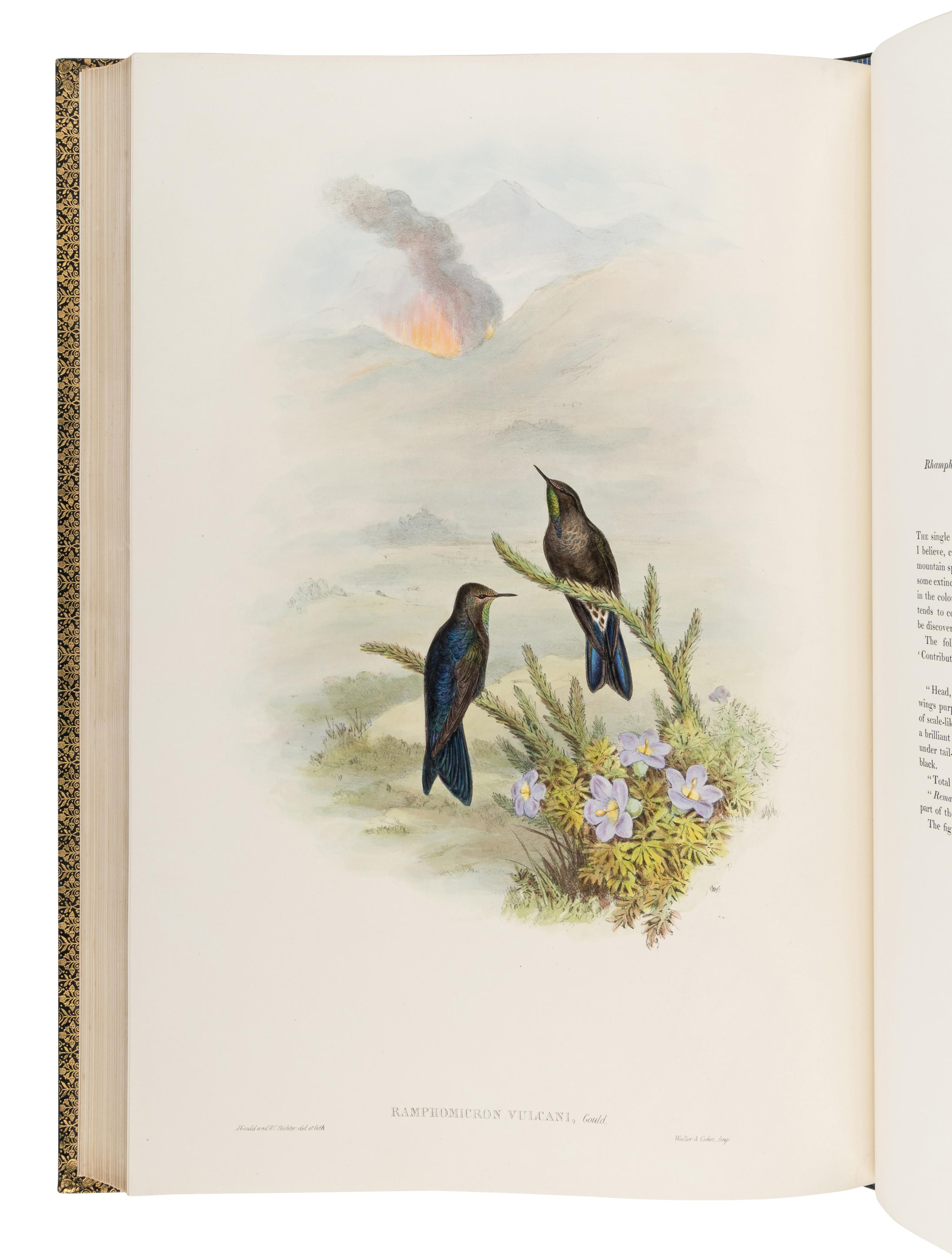 GOULD, John (1804-1881). A Monograph of the Trochilidae, or Family of Humming-Birds . London: Taylor and Francis for the Author, [1849]-1861.