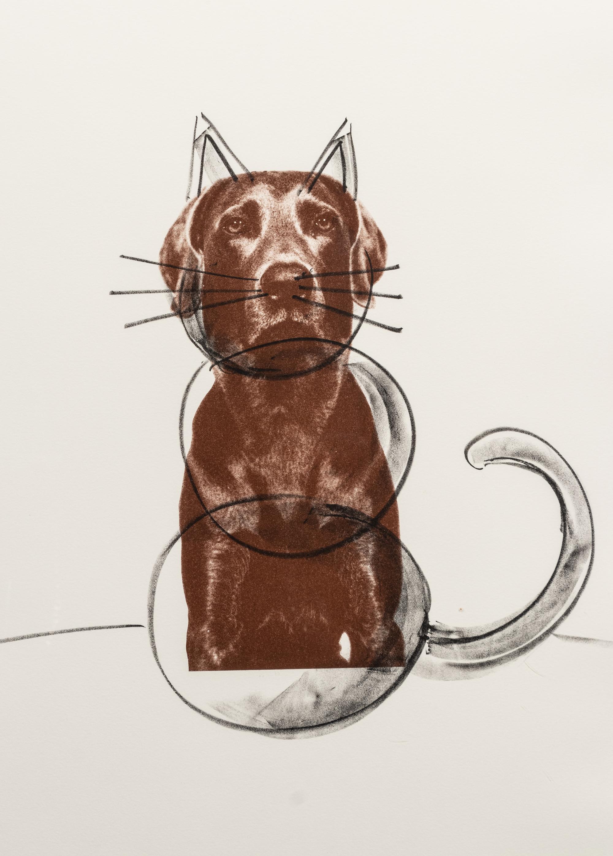 Ray Cat
