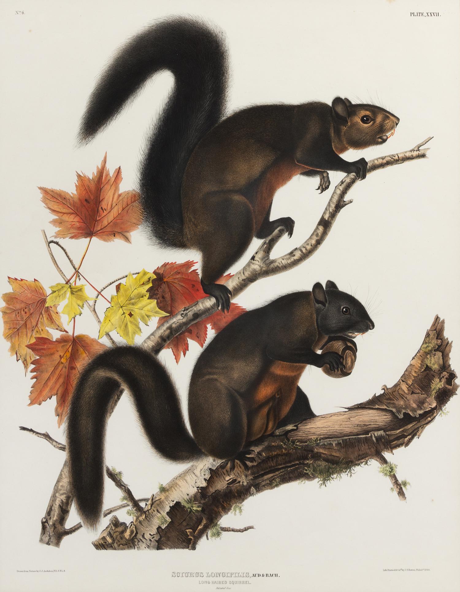 [NATURAL HISTORY]. After John James AUDUBON. Long Haired Squirrel -- Douglass Squirrel -- Fremont's Squirrel.