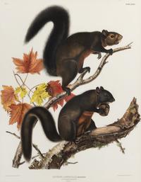 [NATURAL HISTORY]. After John James AUDUBON. Long Haired Squirrel -- Douglass Squirrel -- Fremont's Squirrel.