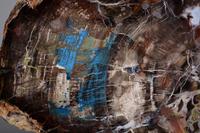Fossilized Collawood