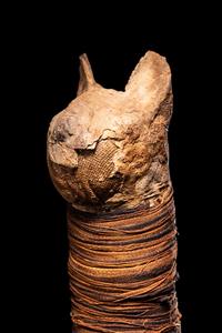 An Egyptian Mummified Cat