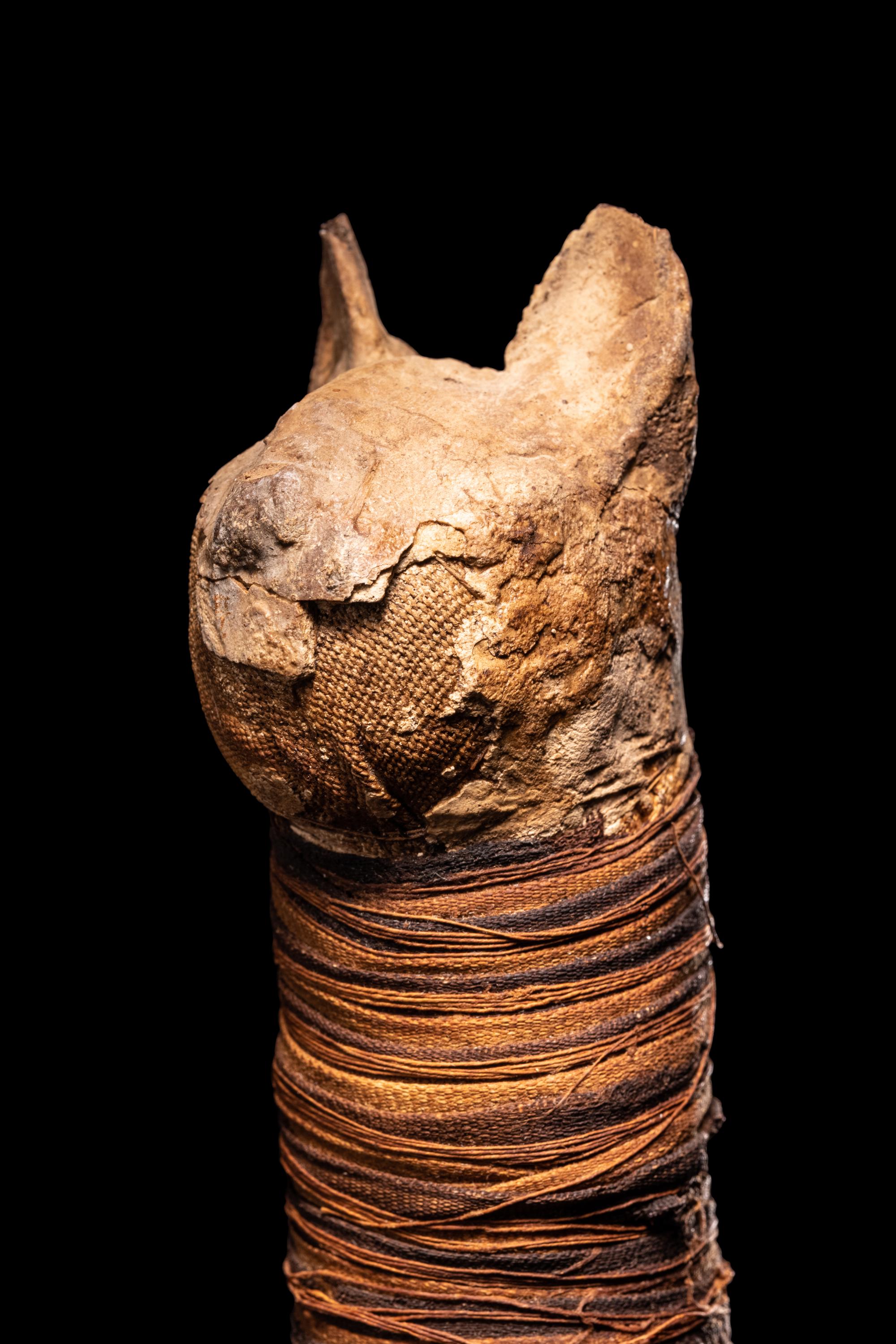 An Egyptian Mummified Cat