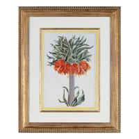 A Set of Four Botanical Prints
