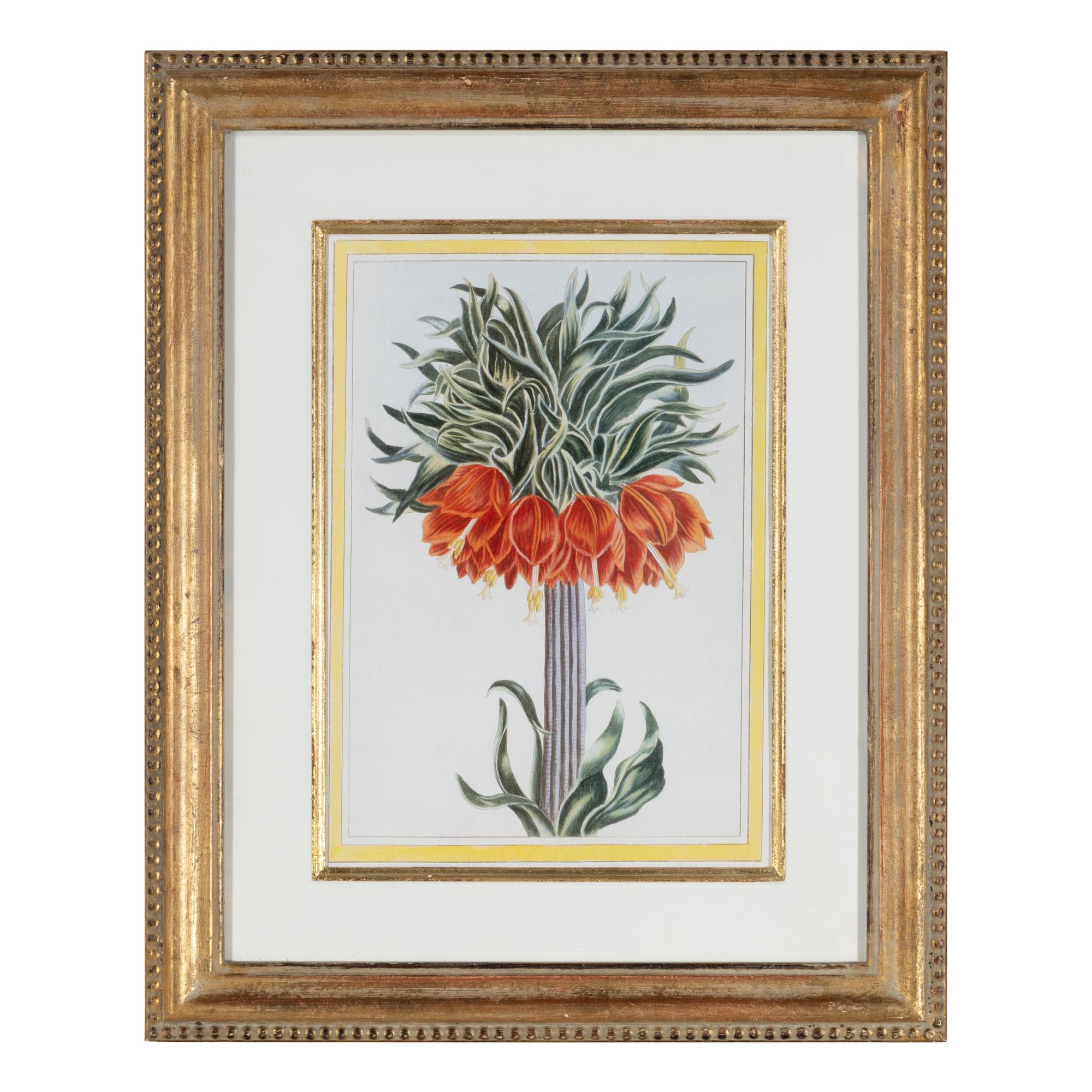 A Set of Four Botanical Prints