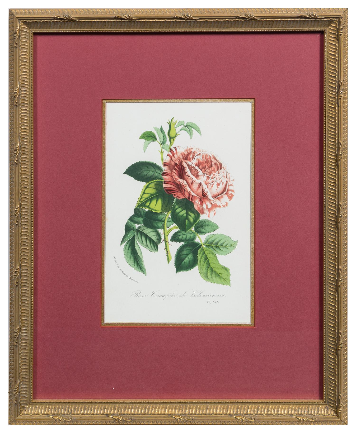 Two Botanical Prints Each 9 1/4 x 6 1/8 inches (visible).