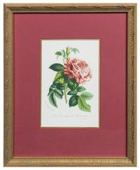 Two Botanical Prints Each 9 1/4 x 6 1/8 inches (visible).