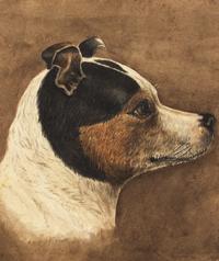 Anglo-American School 19th Century, A Pastel Drawing of a Jack Russell