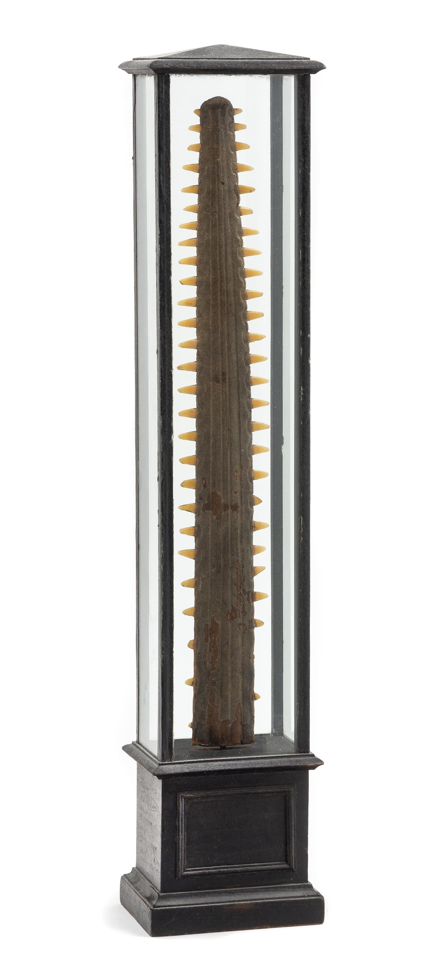 A Cased Sawtooth Shark Bill Height 21 7/8 x width 4 1/2 x depth 3 inches.