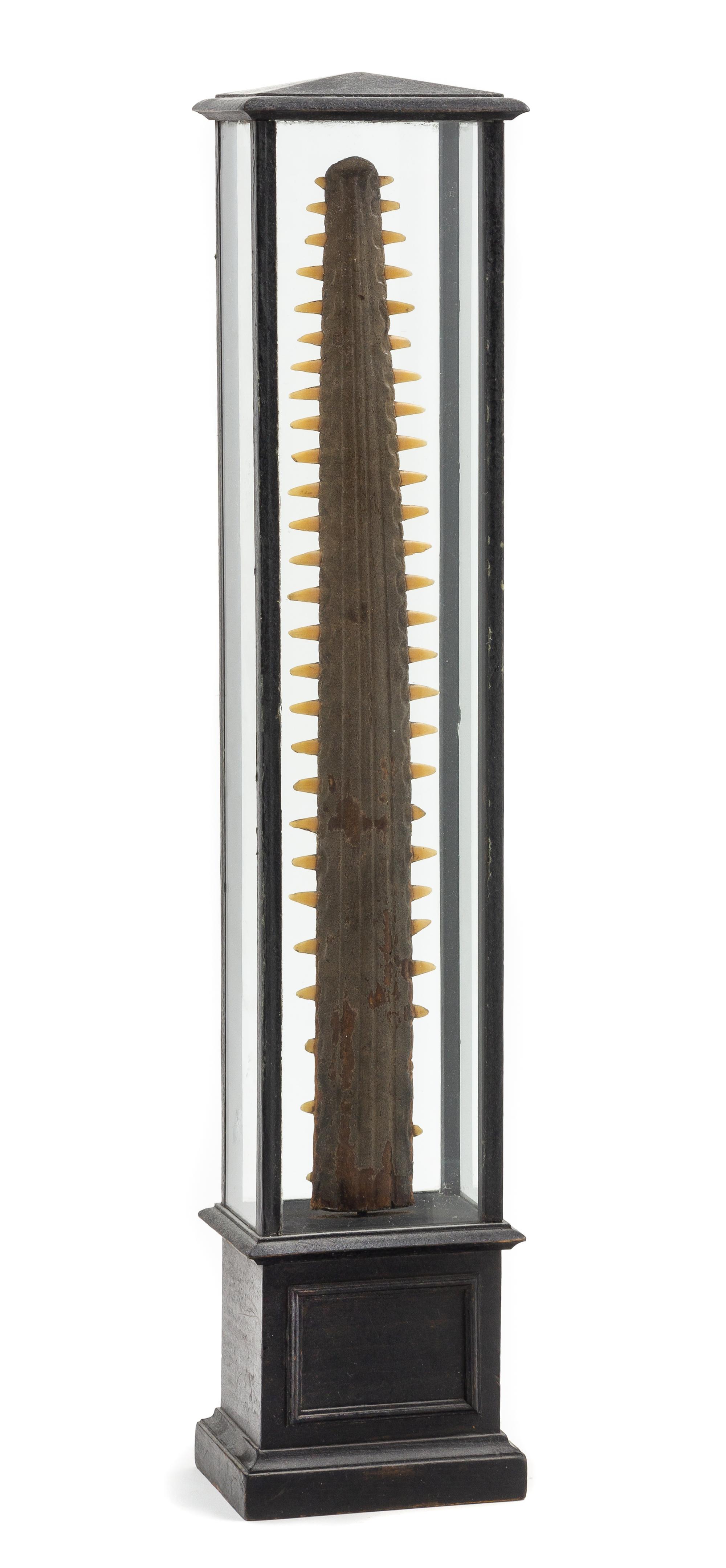 A Cased Sawtooth Shark Bill Height 21 7/8 x width 4 1/2 x depth 3 inches.