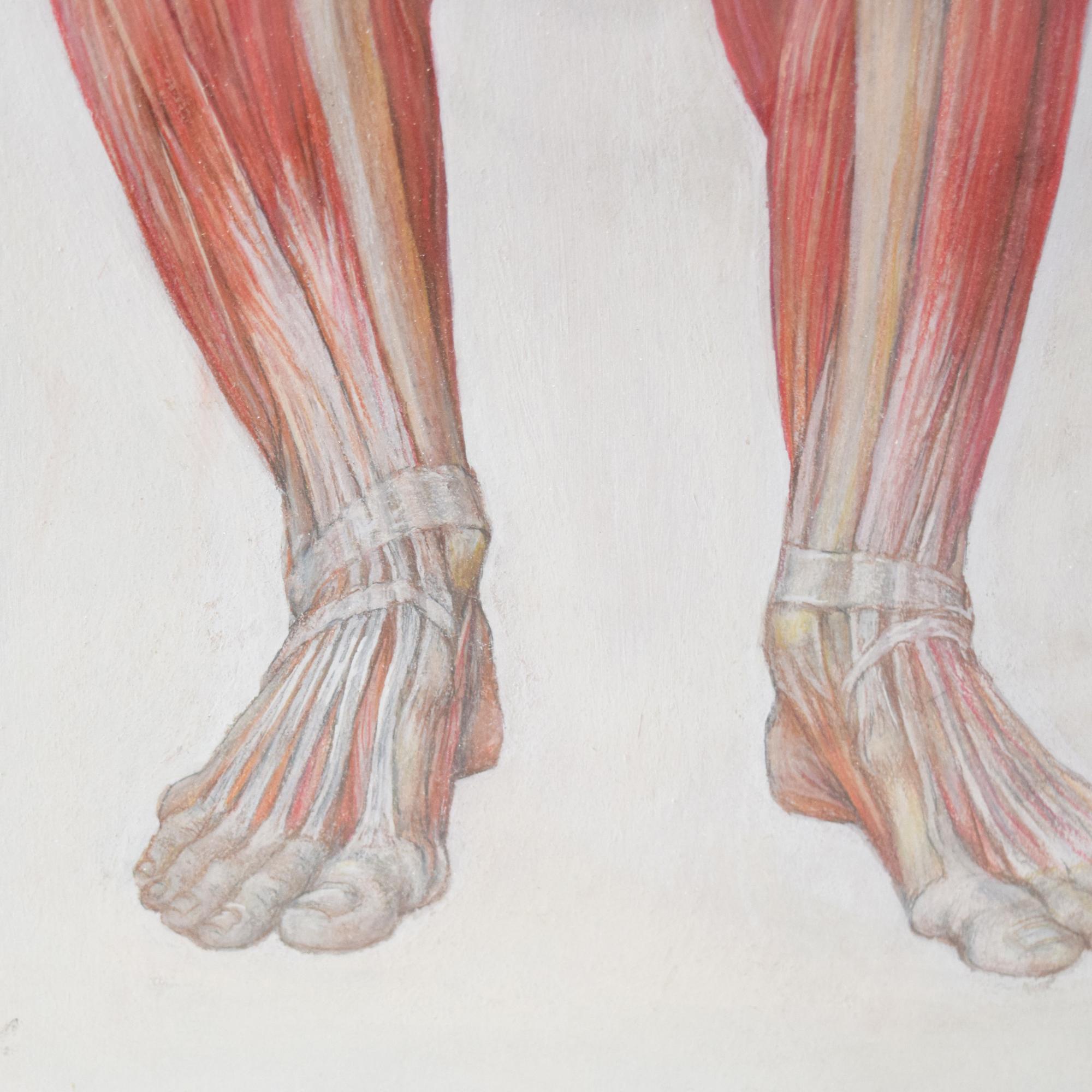A Hand-Rendered Muscle Chart 35" W x .5" D x 44.5" H — Germany, 19th Century