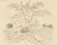 Robert Rauschenberg (American, 1925-2008) — Untitled (from Shirtboards, Morocco, Italy '52 Portfolio ), 1991