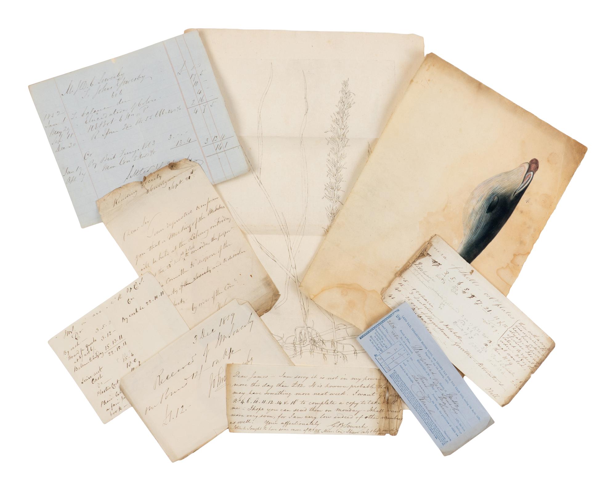 [Natural History] [Sowerby, James, et al.] Archive of Various Material, Including Manuscripts, Family Items, and Books