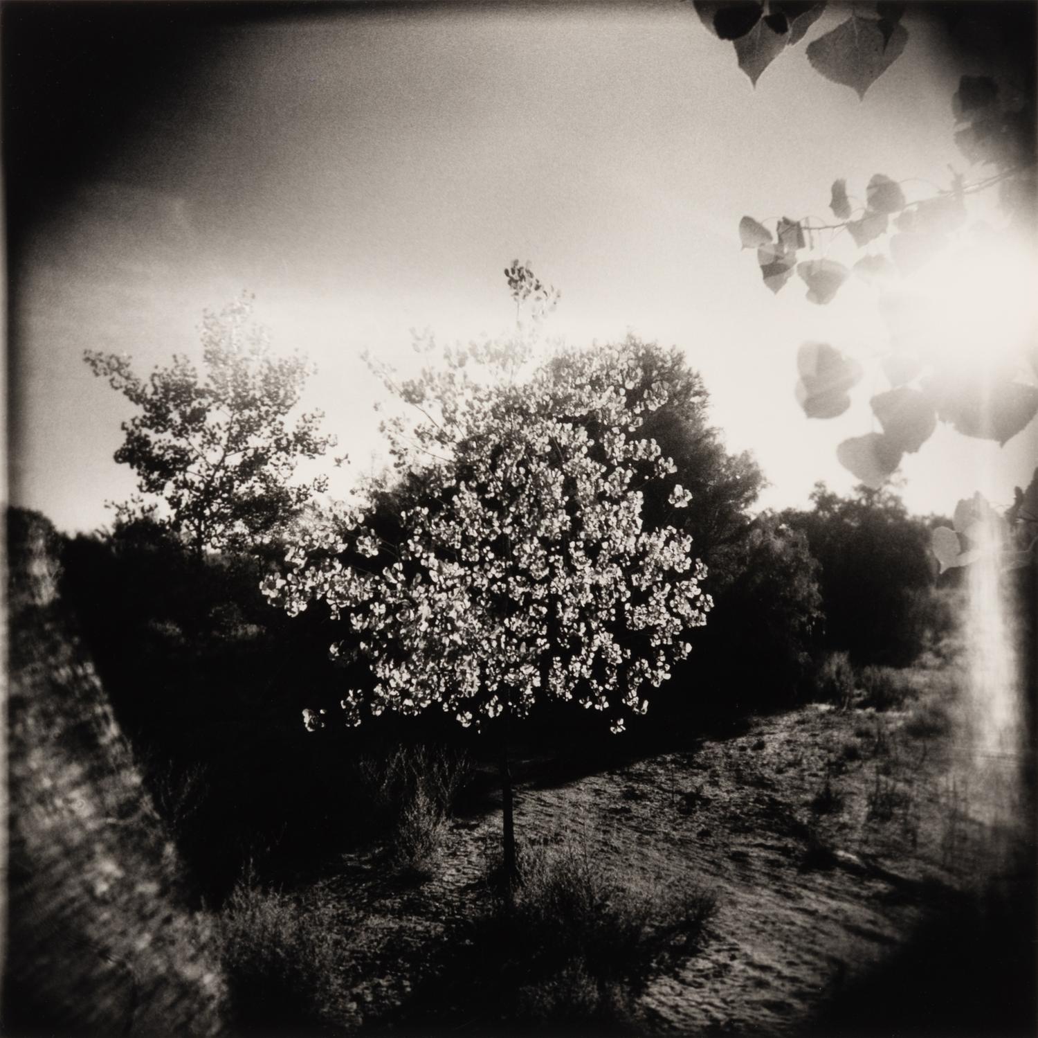 Flowering Tree and Field