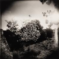 Flowering Tree and Field
