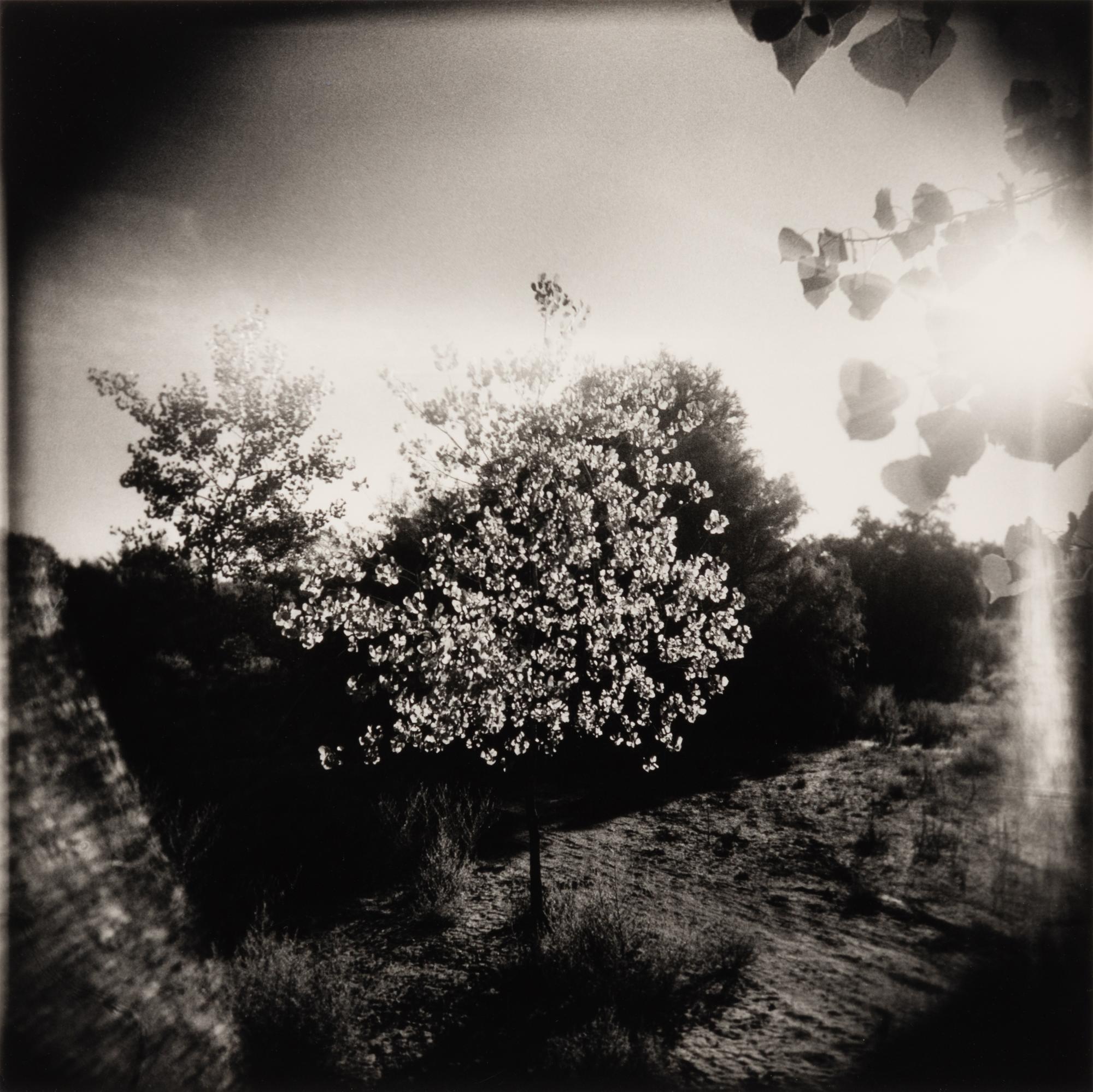 Flowering Tree and Field