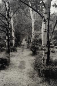 David Armstrong (1954-2014) Birches in Friedhof, Berlin; Shrubs at Versailles; and Building, Dresden, 1992-1993
