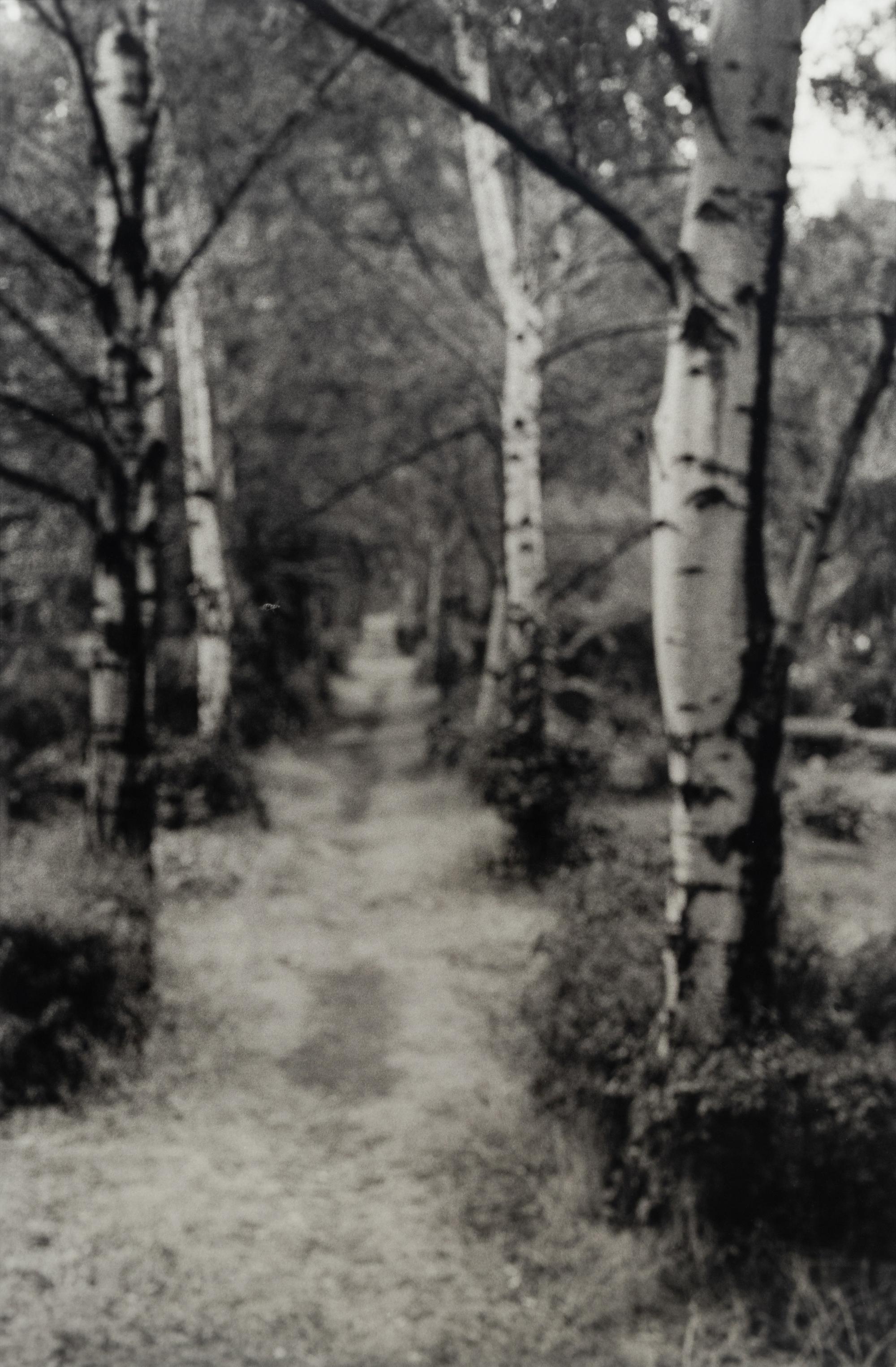 David Armstrong (1954-2014) Birches in Friedhof, Berlin; Shrubs at Versailles; and Building, Dresden, 1992-1993