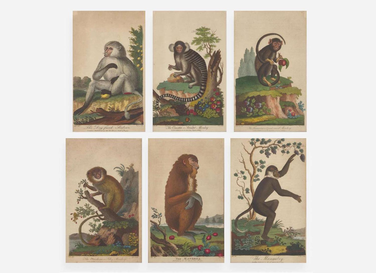 A set of six hand-colored engravings of various primates, published by John Wilkes (d. 1811), London, 1795-1796