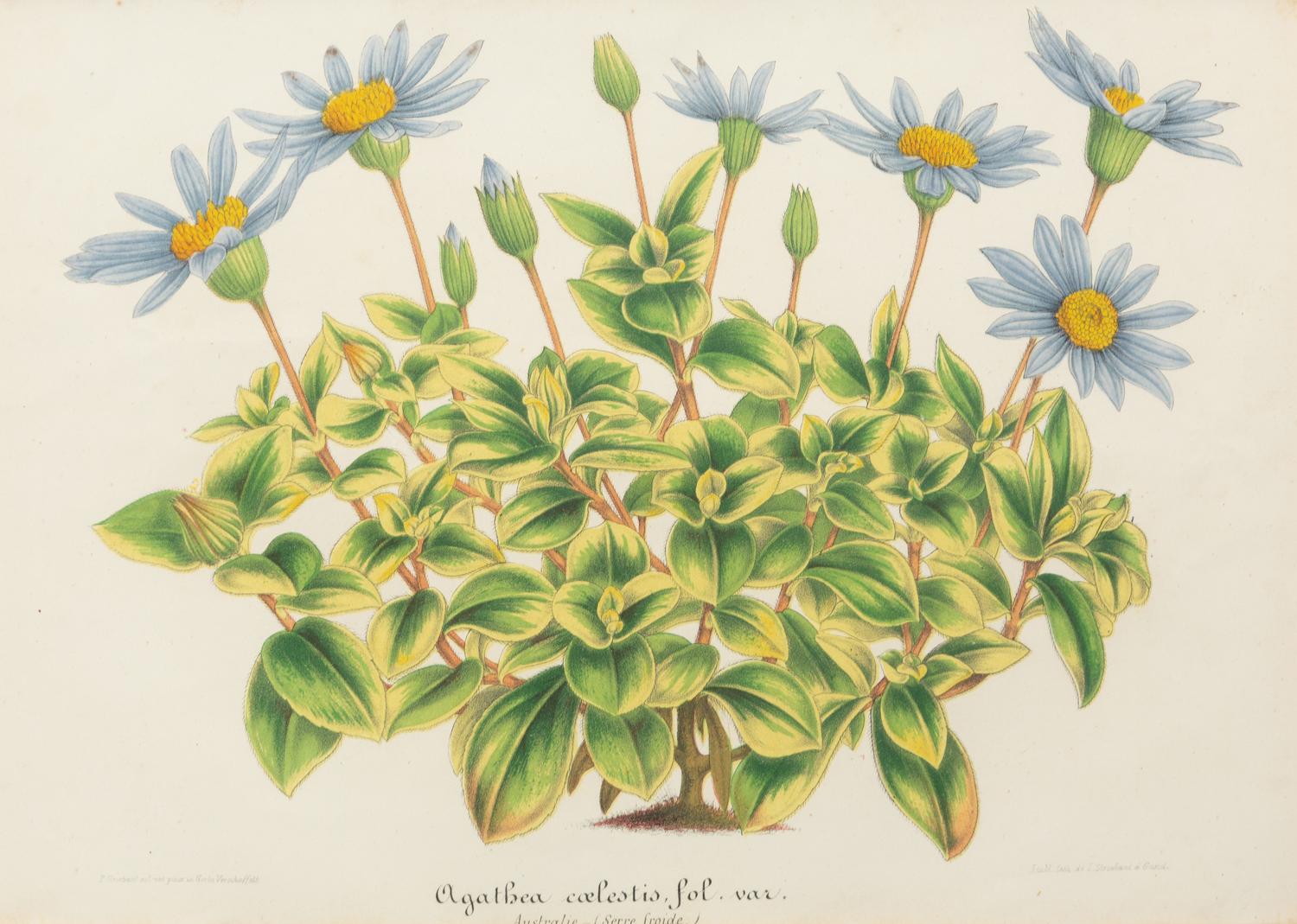 A Set of Five Botanical Lithographs