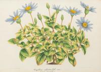 A Set of Five Botanical Lithographs
