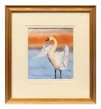 Tundra Swan , 2004